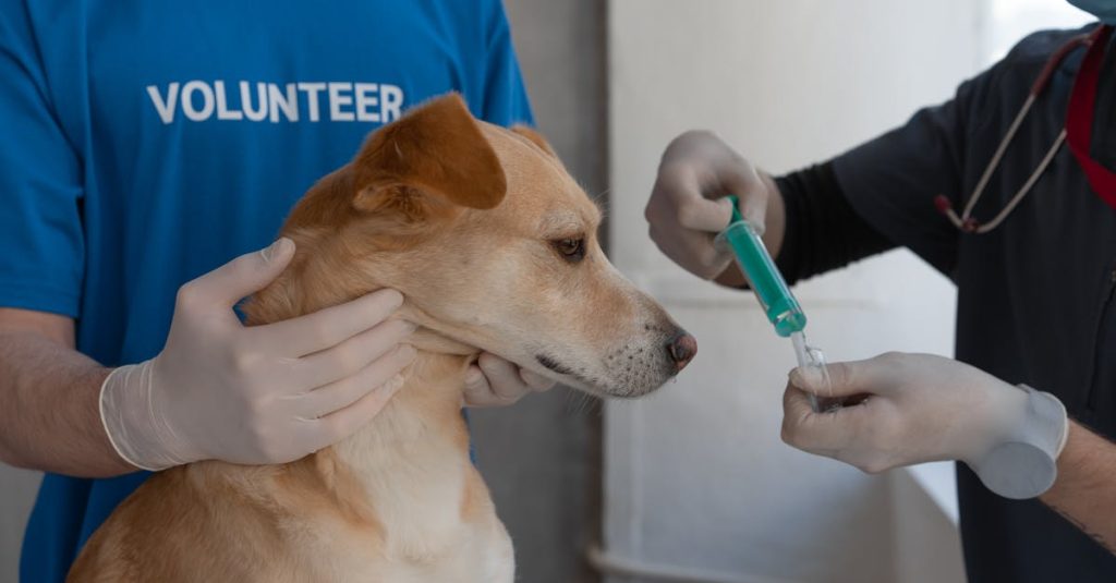 erfahren sie alles über die neuesten entwicklungen in der veterinärmedizin, die betreuung von haustieren und landwirtschaftlichen tieren sowie umfassende gesundheitsdienstleistungen für tiere. entdecken sie unsere tipps zur gesundheit und zum wohlbefinden ihrer tierischen begleiter.