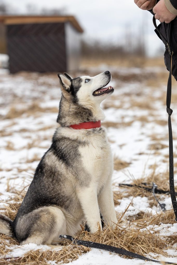 entdecken sie die freude der haustieradoption! finden sie ihr perfektes pelziges familienmitglied in unserem adoption-zentrum. jeder kann einen unterschied machen – adoptieren sie noch heute!