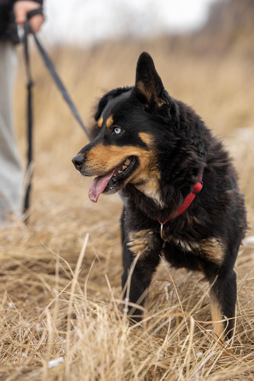 entdecken sie die freude der haustieradoption! geben sie einem liebevollen tier ein neues zuhause und finden sie ihren perfekten begleiter. informieren sie sich über die verschiedenen möglichkeiten zur adoption von hunden, katzen und anderen haustieren.